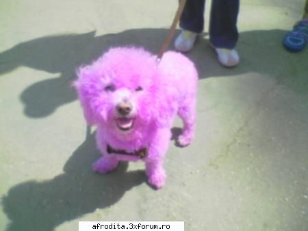 hehe foarte tare poza

va place... ? animals